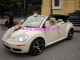 HN - 0903403999 Cho thuê xe mui trần Volkswagen New Beetle Convertible 2006, màu kem, 04 chỗ ngồi,phục vụ cưới hỏi nội thành Hà Nội (06h-11h) hoặc(12h-17h) Giá 2Tr, w w w . X